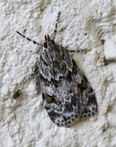 Réf. 324 270 : Scoparia basistrigalis